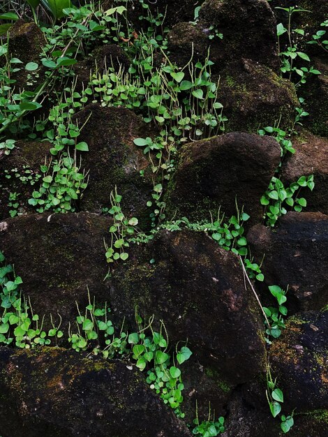 Foto planten die in het bos op stenen groeien