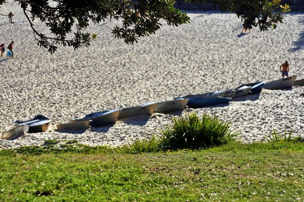 Foto planten die in het park groeien