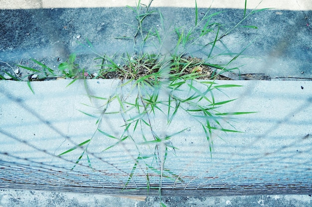 Planten die in water groeien