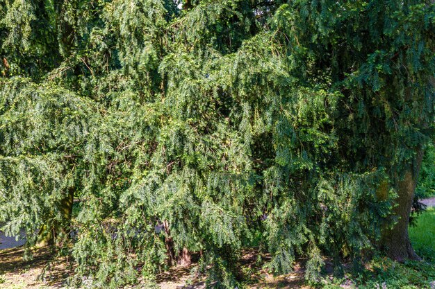 Foto planten die op bomen groeien