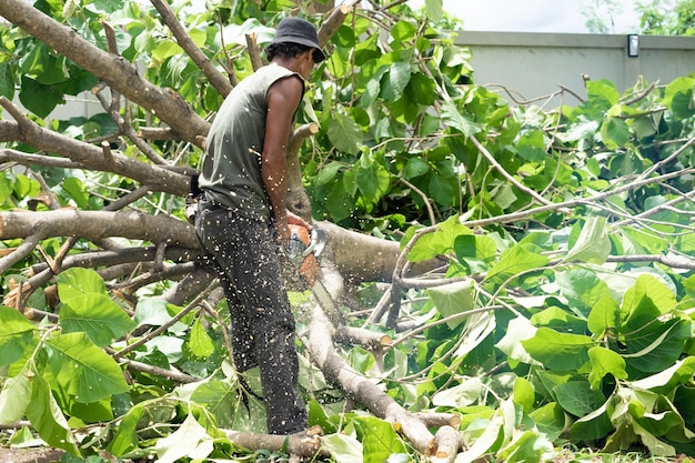 Foto planten die op bomen groeien