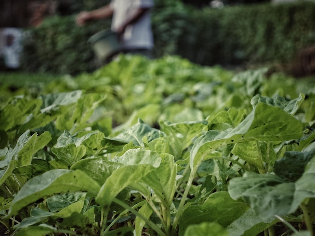 Planten die op de boerderij groeien