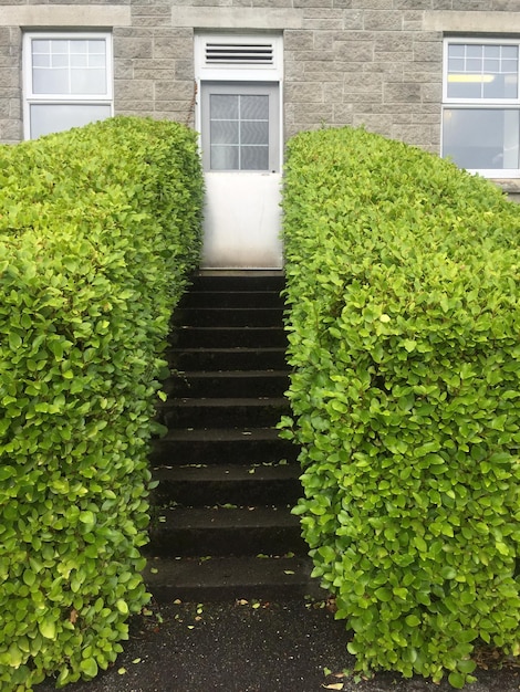 Foto planten die op de muur groeien