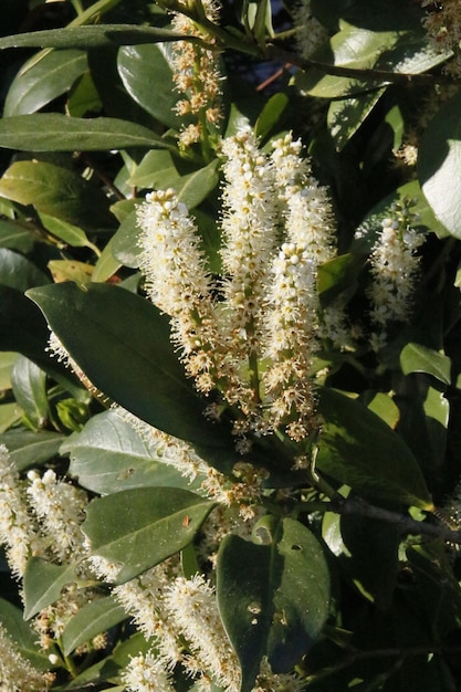 Foto planten die op een boom groeien