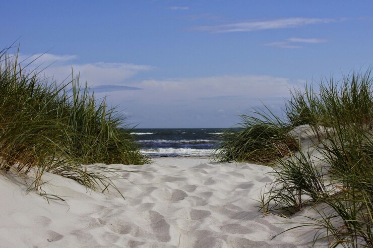 Foto planten die op een zandstrand groeien