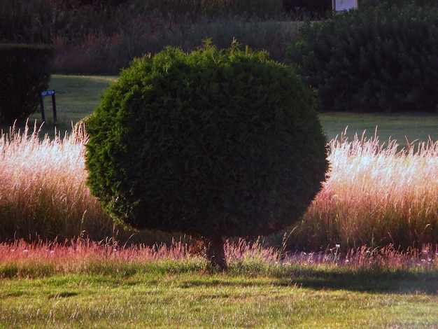 Foto planten die op grasvelden groeien