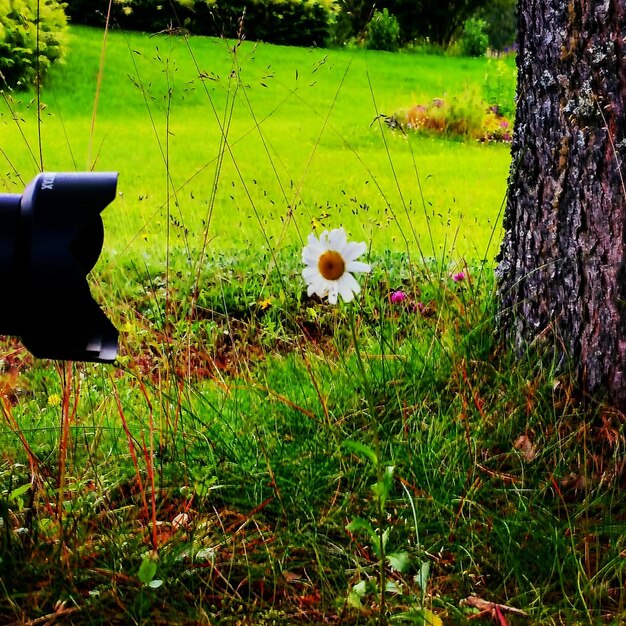 Foto planten die op grasvelden groeien