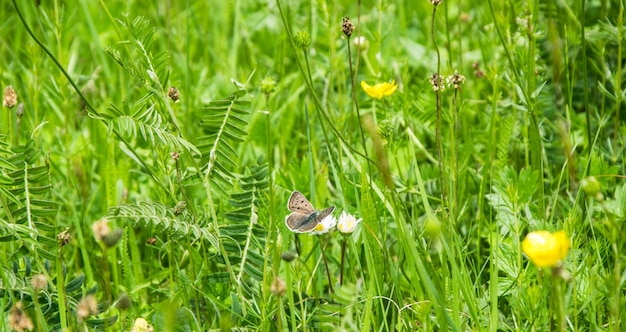 Foto planten die op grasvelden groeien