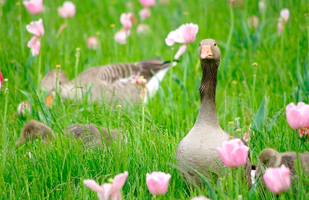 Planten die op grasvelden groeien