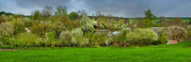 Foto planten die op het land groeien tegen de lucht