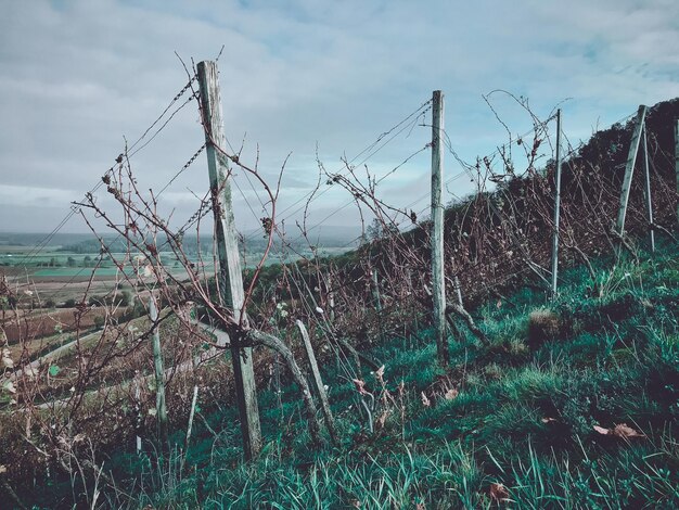 Foto planten die op het land groeien