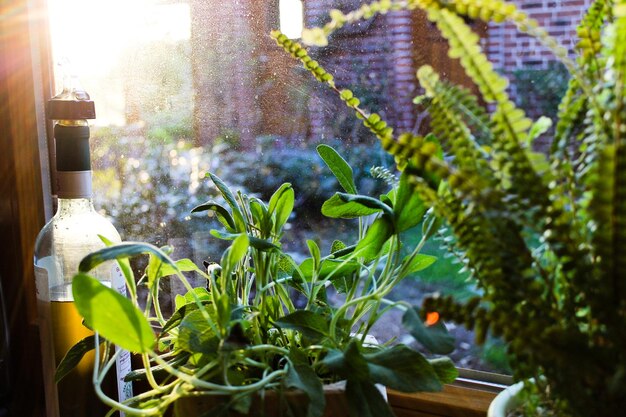 Planten die op het landbouwbedrijf groeien