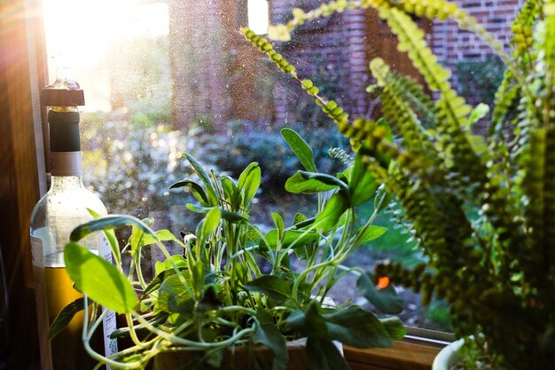 Foto planten die op het landbouwbedrijf groeien