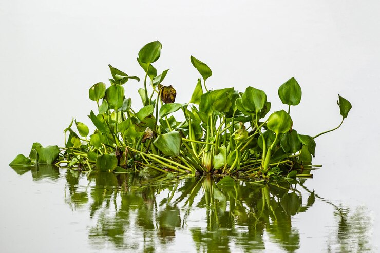 Foto planten die op het meer groeien tegen een witte achtergrond