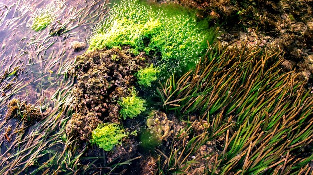 Foto planten die op het veld groeien