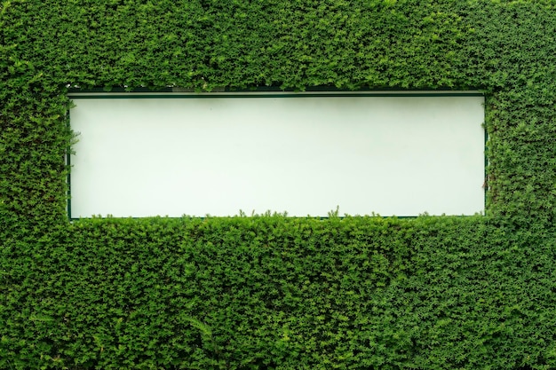 Planten die op het veld groeien