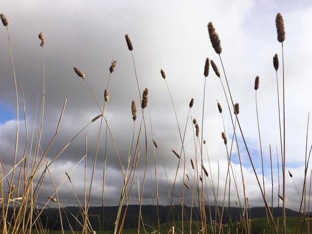 Foto planten die op het veld groeien