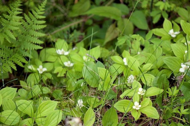 Planten die op het veld groeien