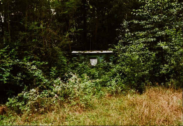 Foto planten die op het veld groeien