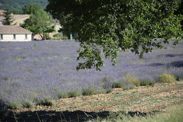 Foto planten die op het veld groeien