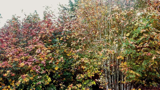 Foto planten die op het veld groeien