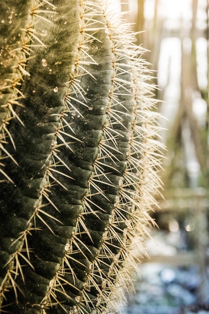 Foto planten die op het veld groeien