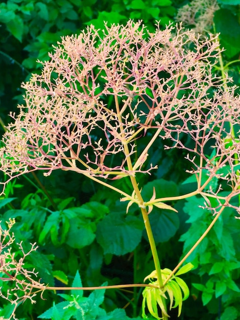 Foto planten die op het veld groeien