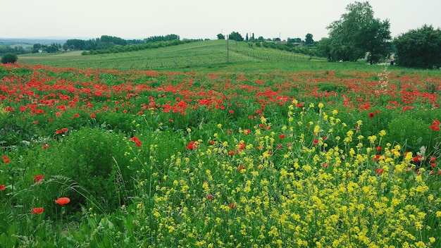 Planten die op het veld groeien