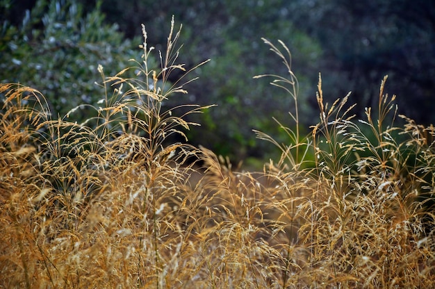 Planten die op het veld groeien