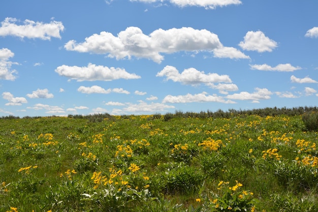 Planten die op het veld groeien