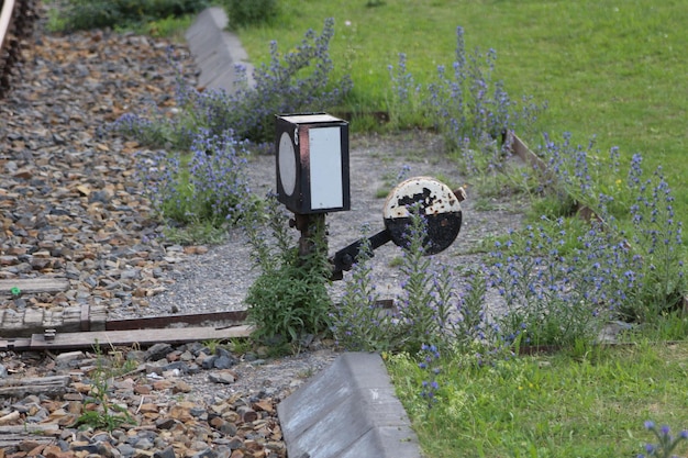 Foto planten die op het veld groeien