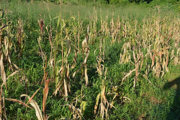 Planten die op het veld groeien