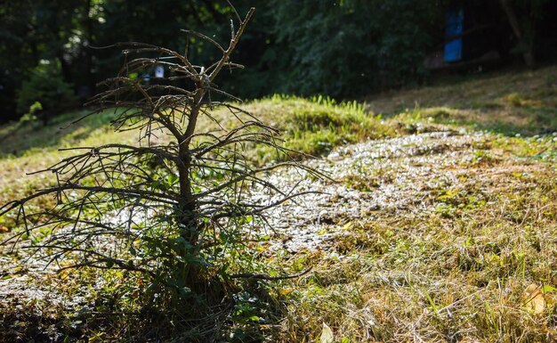 Foto planten die op het veld groeien