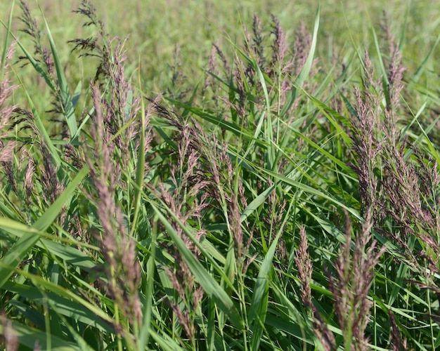 Foto planten die op het veld groeien