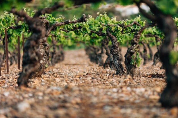 Planten die op het veld groeien