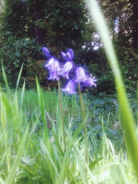 Foto planten die op het veld groeien