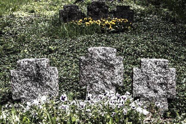 Foto planten die op het veld groeien