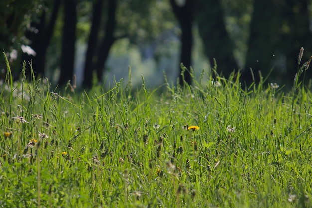 Planten die op het veld groeien