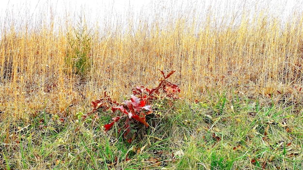 Planten die op het veld groeien