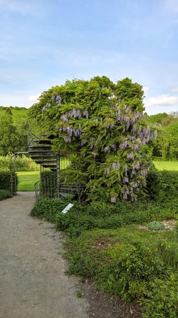 Foto planten die op het veld groeien