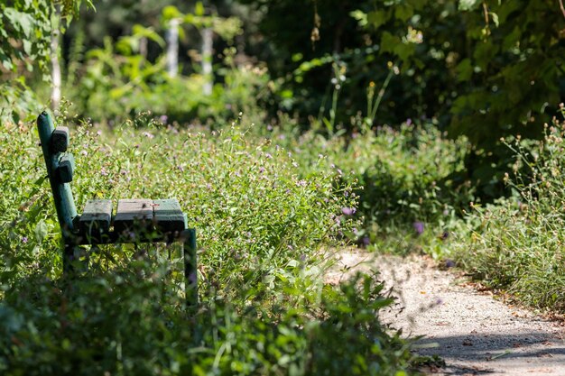 Foto planten die op het veld in het park groeien