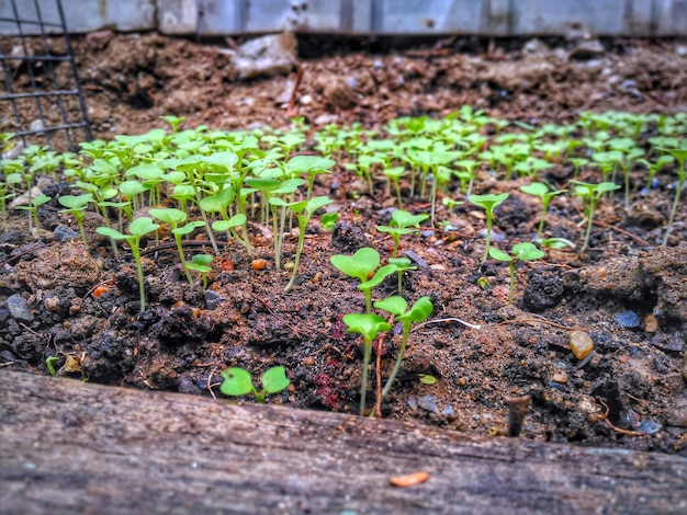 Planten die op natte velden groeien