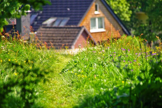 Foto planten die per huis groeien