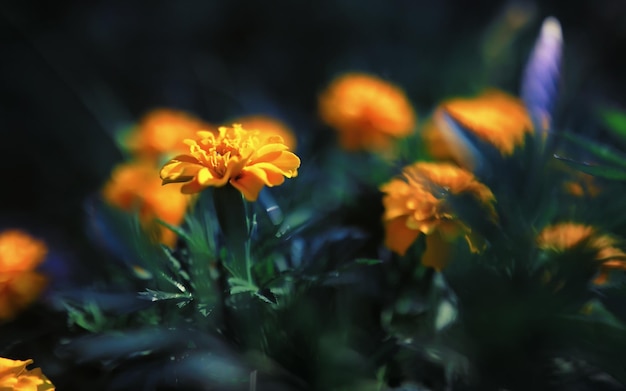 Planten en bloemen macro Detail van bloemblaadjes en bladeren bij zonsondergang Natuurlijke natuur achtergrond