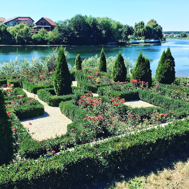 Foto planten en bomen door het water