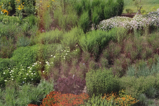 Foto planten en bomen in gras