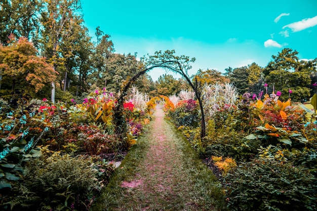 Planten en bomen in het park in de herfst