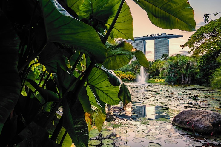 Foto planten en bomen per gebouw in de stad