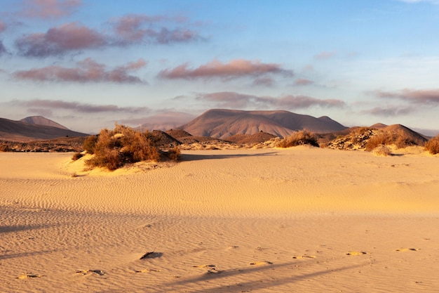 planten en duinen bij zonsondergang in het natuurpark van Corralejo