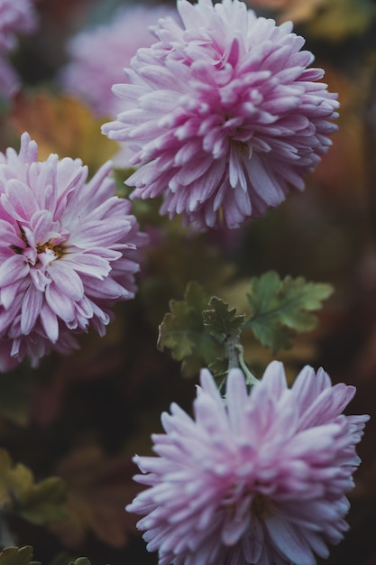 Planten fotobehang. delicate roze chrysanten